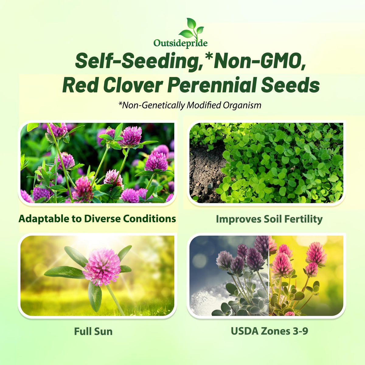 Outsidepride perennial red clover seeds 10 lbs inoculated coating supports rapid germination.