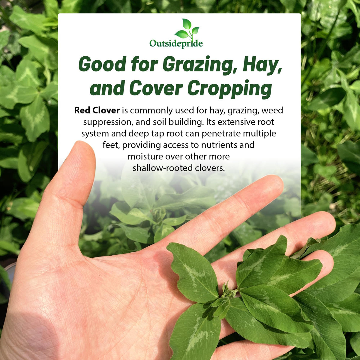 Outsidepride perennial red clover seeds 10 lbs flowering for pollinators and wildlife habitats.