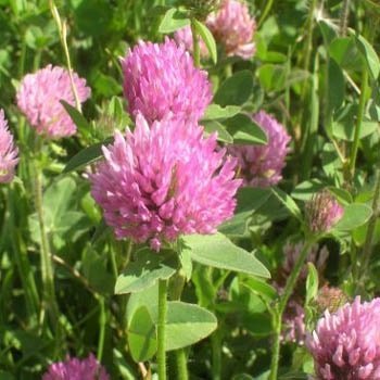 Outsidepride perennial red clover seeds for lawn and pasture, promoting soil improvement.