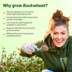 Outsidepride Buckwheat cover crop attracts bees and supports pollinators