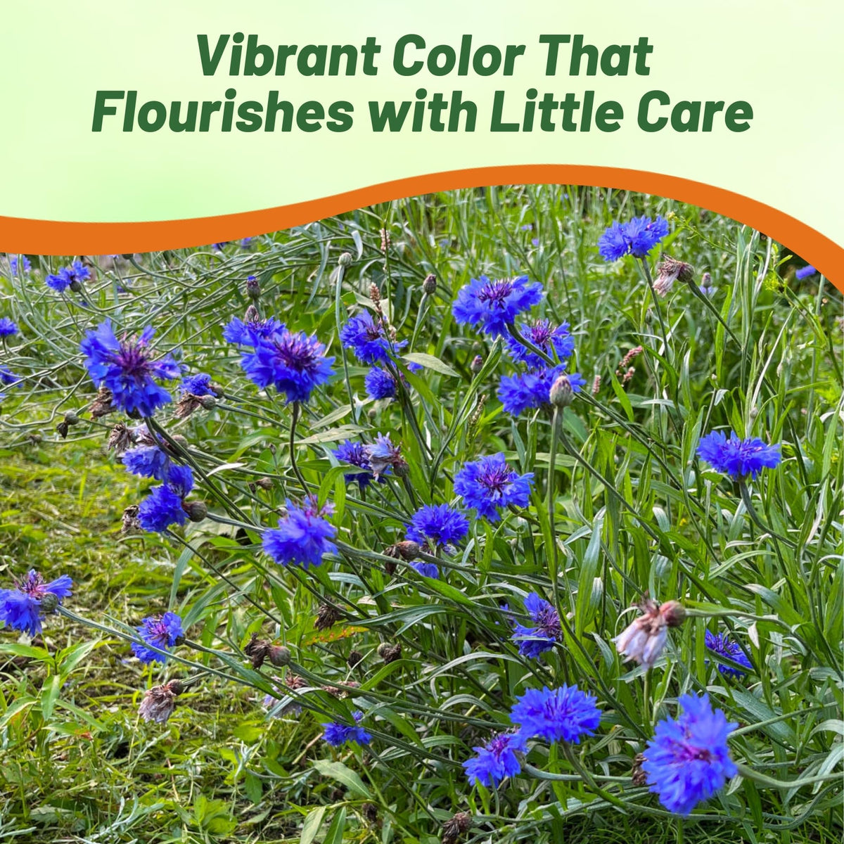 Outsidepride pollinator-friendly cornflower attracts bees and butterflies
