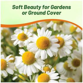 Outsidepride roman chamomile white and yellow blooms brighten garden beds