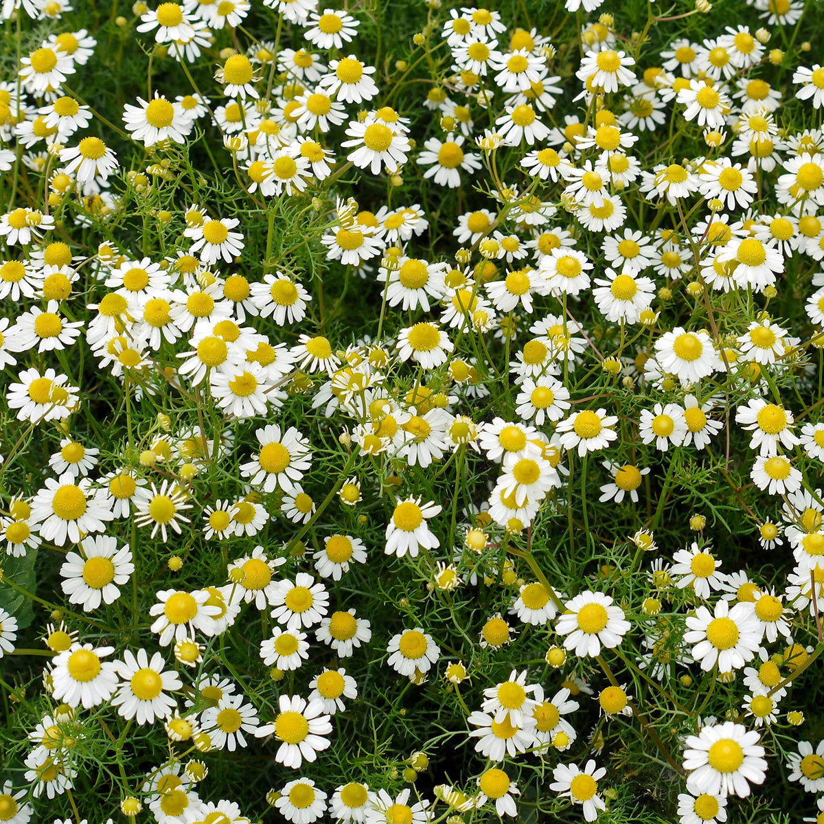 Outsidepride roman chamomile deer-deterrent fragrance in wildlife-prone yard