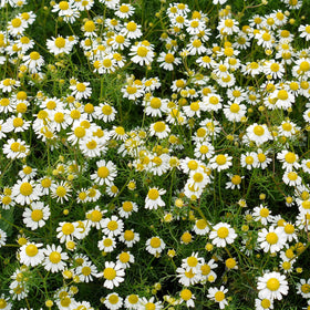 Outsidepride roman chamomile deer-deterrent fragrance in wildlife-prone yard