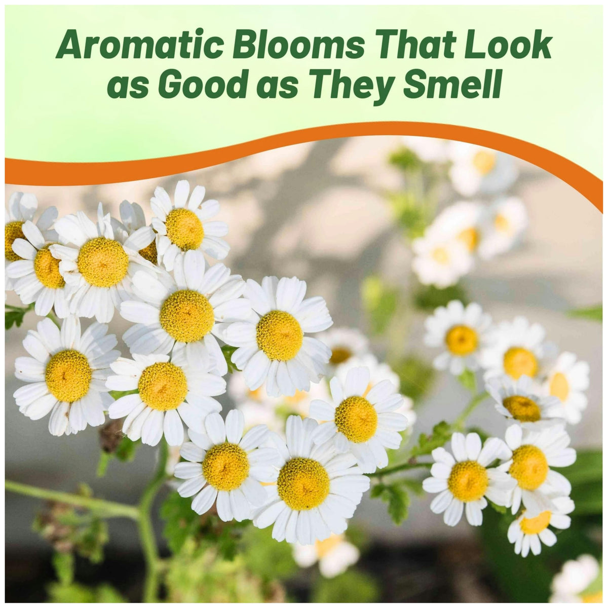 Outsidepride roman chamomile drought-tolerant plant thriving in sun-drenched beds