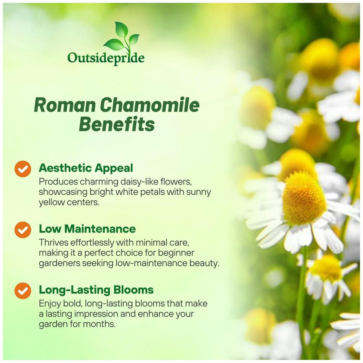 Outsidepride roman chamomile ground cover forming a dense lawn-like carpet