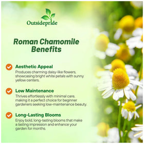Outsidepride roman chamomile ground cover forming a dense lawn-like carpet