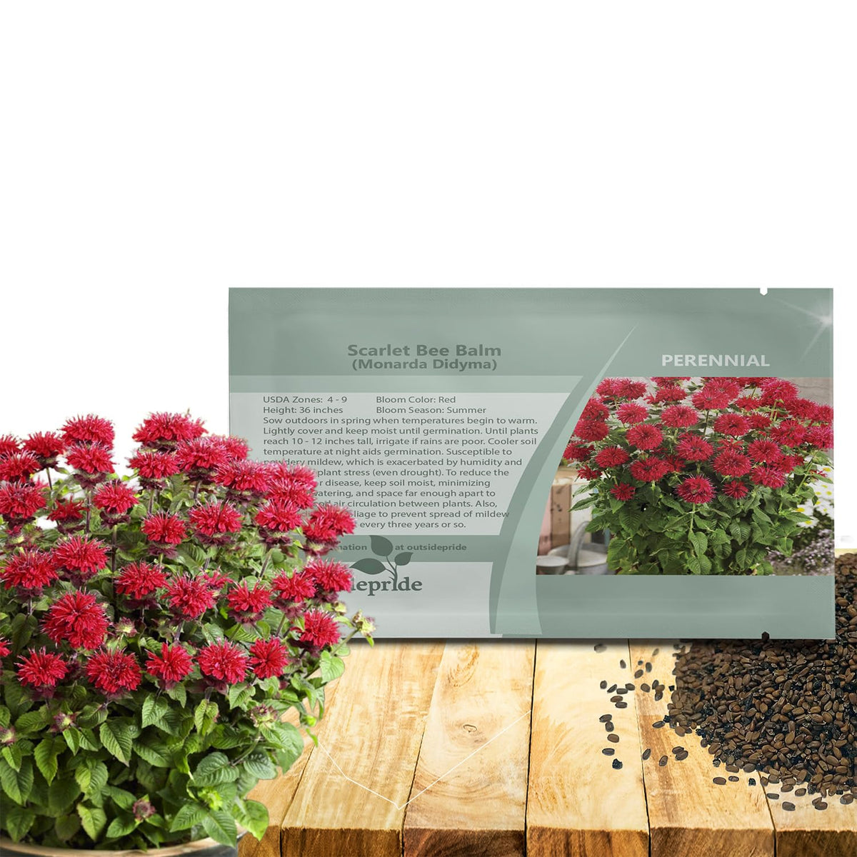 Outsidepride Scarlet Bee Balm seeds planted in a garden bed attract pollinators