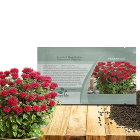 Outsidepride Scarlet Bee Balm seeds planted in a garden bed attract pollinators