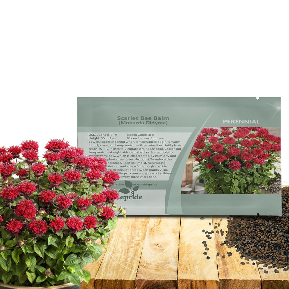 Outsidepride Scarlet Bee Balm seeds planted in a garden bed attract pollinators