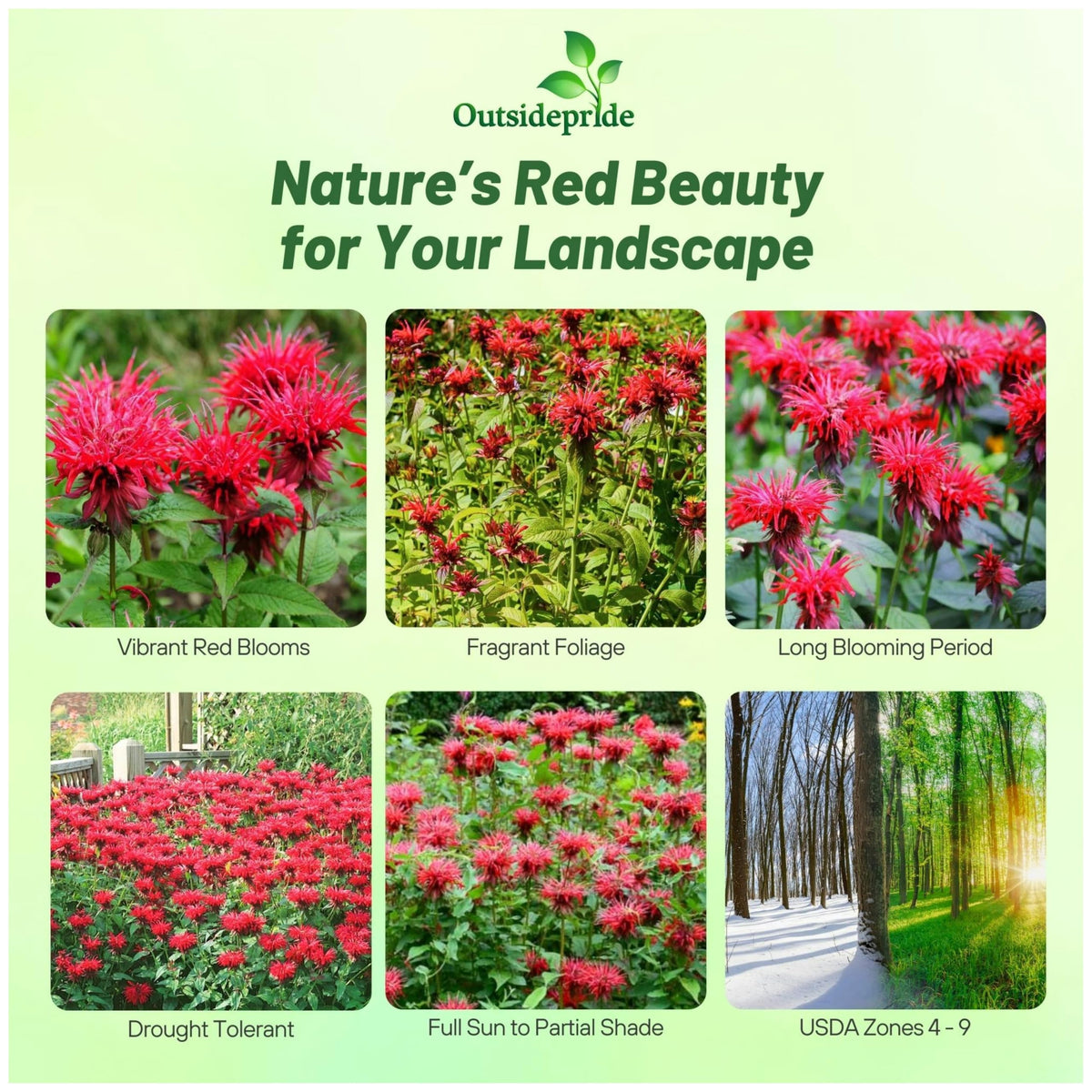 Outsidepride Scarlet Bee Balm red blooms brightening a border