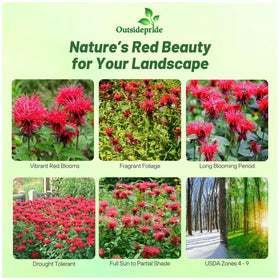 Outsidepride Scarlet Bee Balm red blooms brightening a border