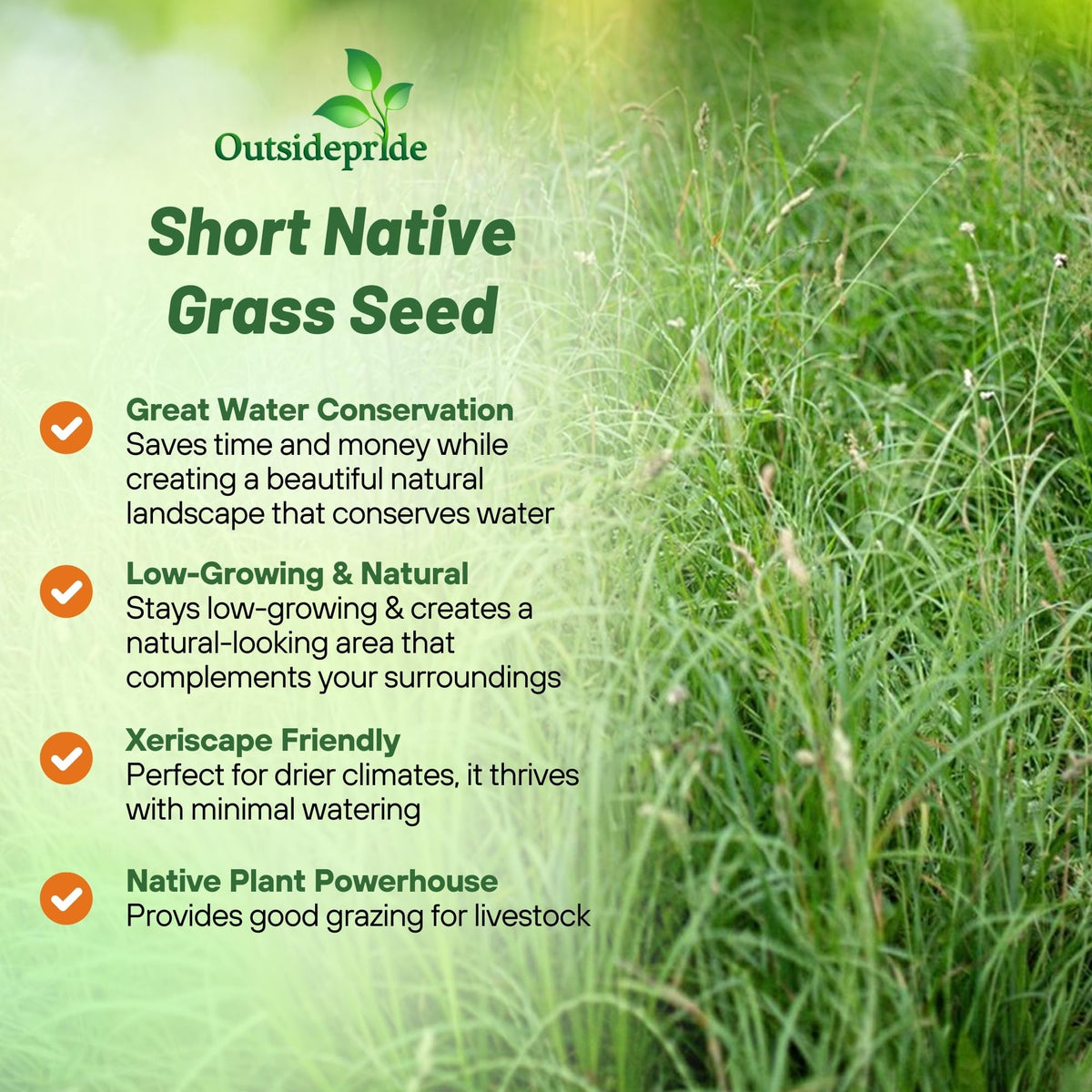 Outsidepride seed spread on soil, supporting sandy-soil lawn establishment in warm climates.