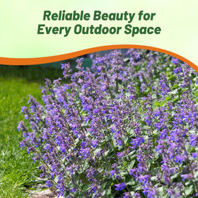 Outsidepride Catmint seeds germinate easily with light sowing and moisture.