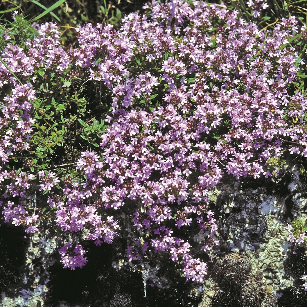 Outsidepride Easy sowing promotes quick, reliable thyme coverage in beds.