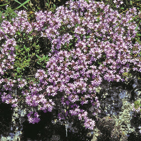 Outsidepride Easy sowing promotes quick, reliable thyme coverage in beds.