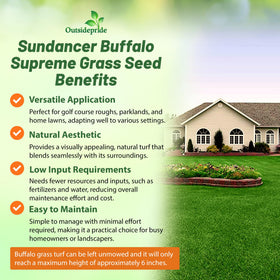 Outsidepride Sundancer turf close-up reveals dense, dark green canopy.