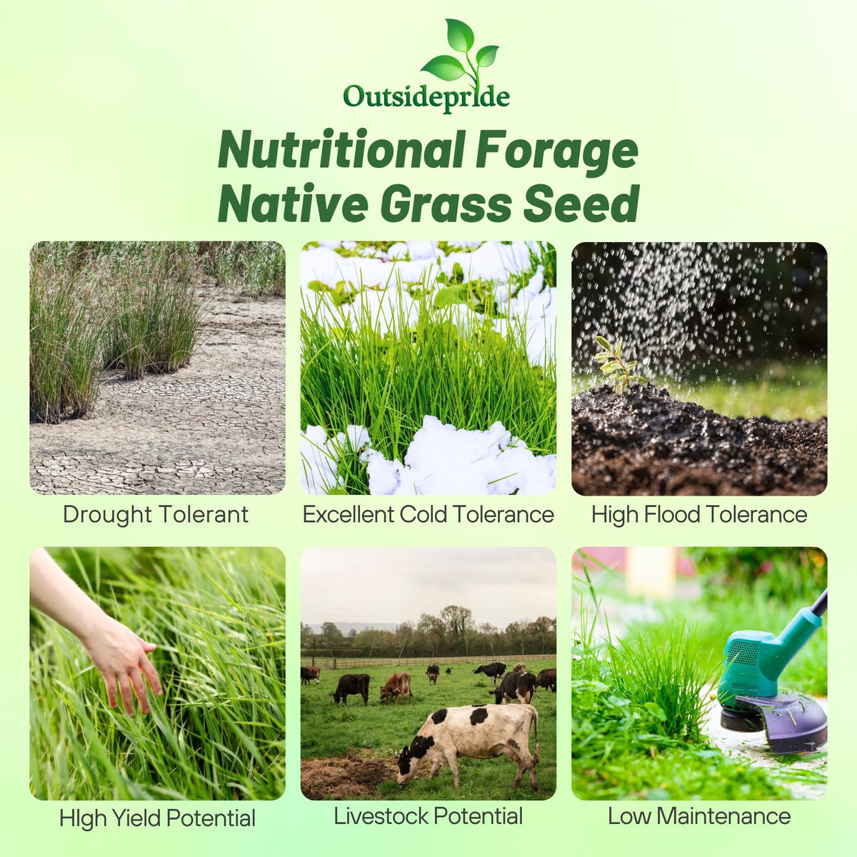 Outsidepride Switchgrass Seed drought-tolerance close-up highlighting hardy growth
