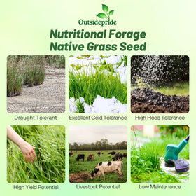 Outsidepride Switchgrass Seed drought-tolerance close-up highlighting hardy growth
