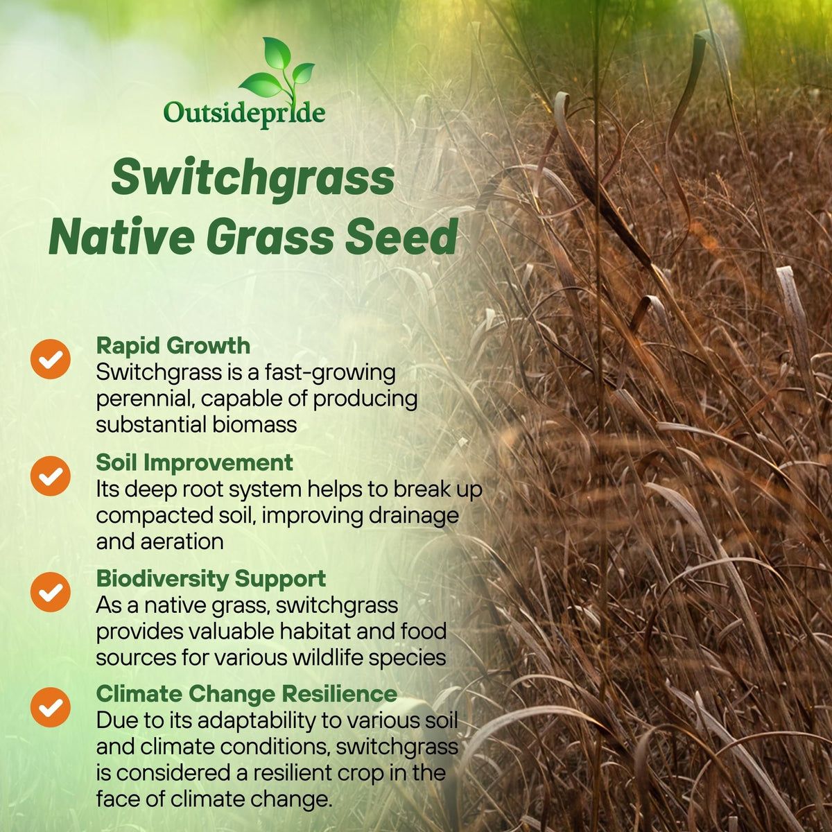Outsidepride Switchgrass Seed establishing erosion control on a slope