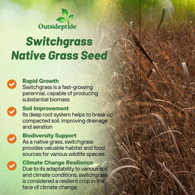 Outsidepride Switchgrass Seed establishing erosion control on a slope