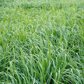 Outsidepride Switchgrass Seed fall color adds ornamental value