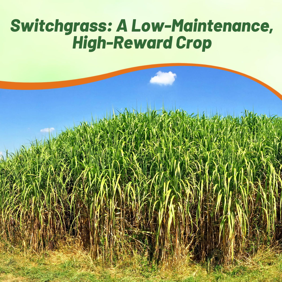 Outsidepride Switchgrass Seed ideal for lawn full sun coverage