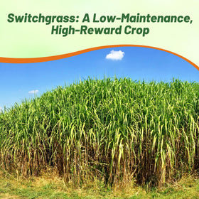 Outsidepride Switchgrass Seed ideal for lawn full sun coverage