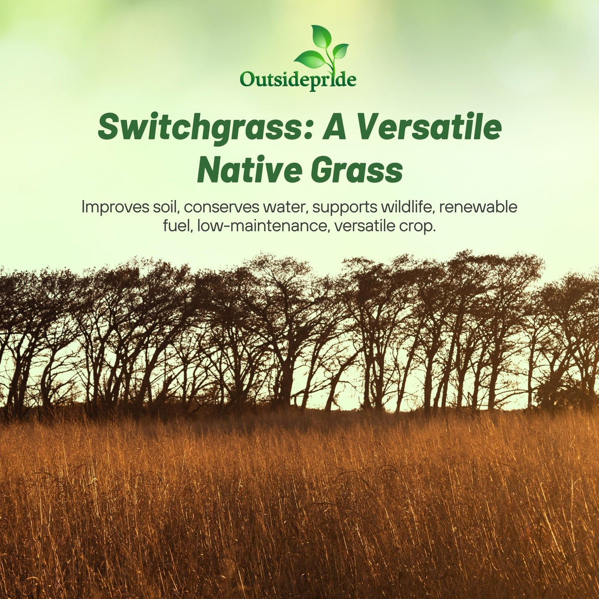 Outsidepride Switchgrass Seed supporting wildlife habitat and forage