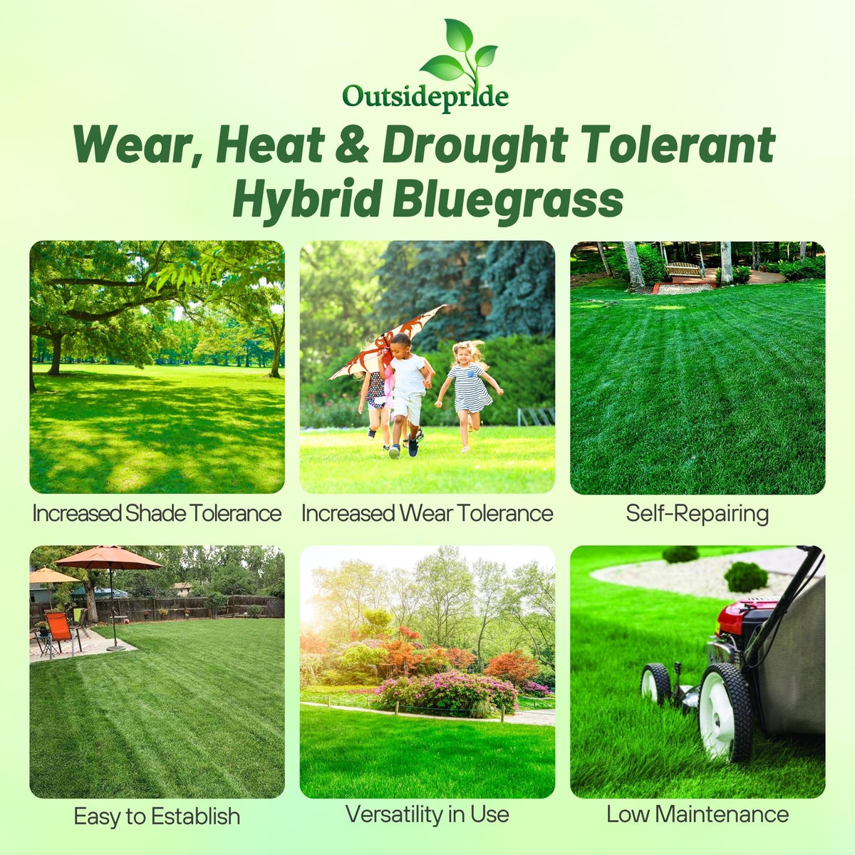 Outsidepride Texas-Kentucky bluegrass blend for sun and shade resilience.