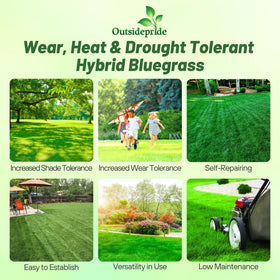 Outsidepride Texas-Kentucky bluegrass blend for sun and shade resilience.