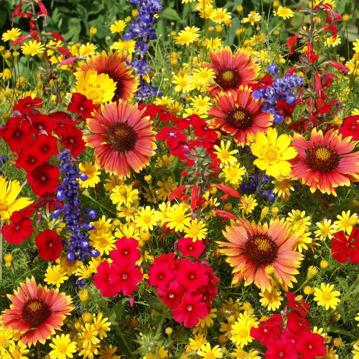 Outsidepride mix provides generous coverage for medium to large garden beds.