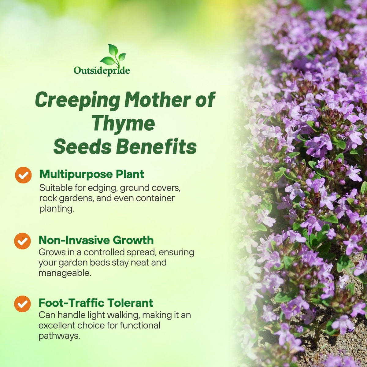 Outsidepride Thymus serpyllum blooms with fragrant lavender flowers.