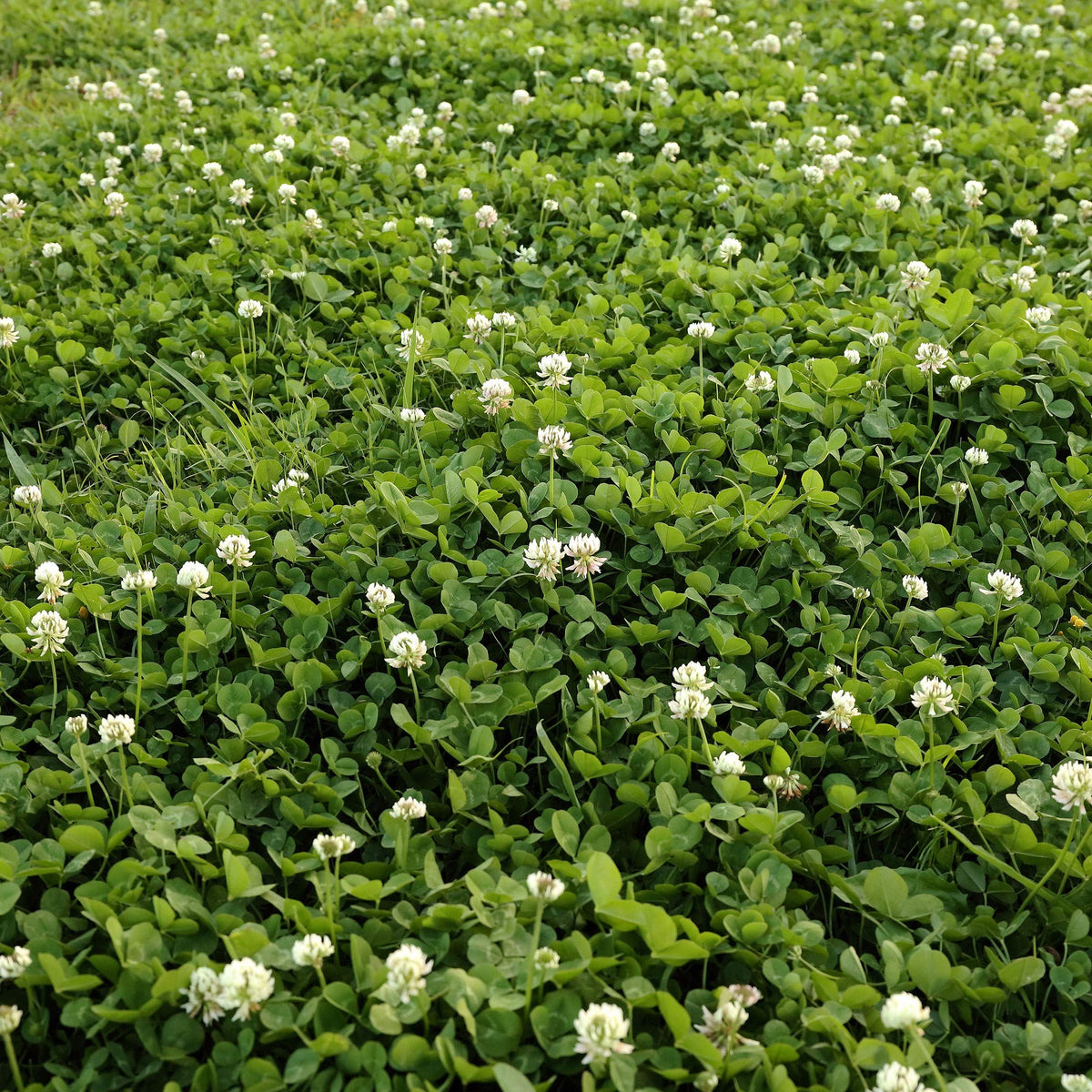 Outsidepride USDA zones 3-10 clover thrives in sun and partial shade.