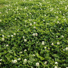 Outsidepride USDA zones 3-10 clover thrives in sun and partial shade.