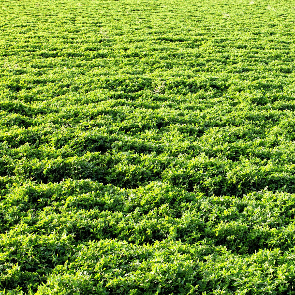 Outsidepride Vernal alfalfa seed non GMO heirloom quality.