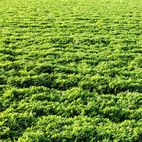 Outsidepride Vernal alfalfa seed non GMO heirloom quality.