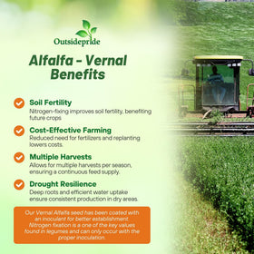 Outsidepride Vernal alfalfa seed winter-hardy variety for cold climates.