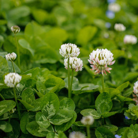 Outsidepride White Dutch Clover bloom close-up highlighting ornamental white flowers.
