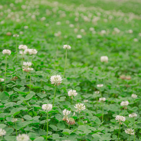 Outsidepride white Dutch clover blooms providing ornamental ground cover.