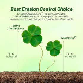 Outsidepride white Dutch clover as lawn alternative with white blooms.