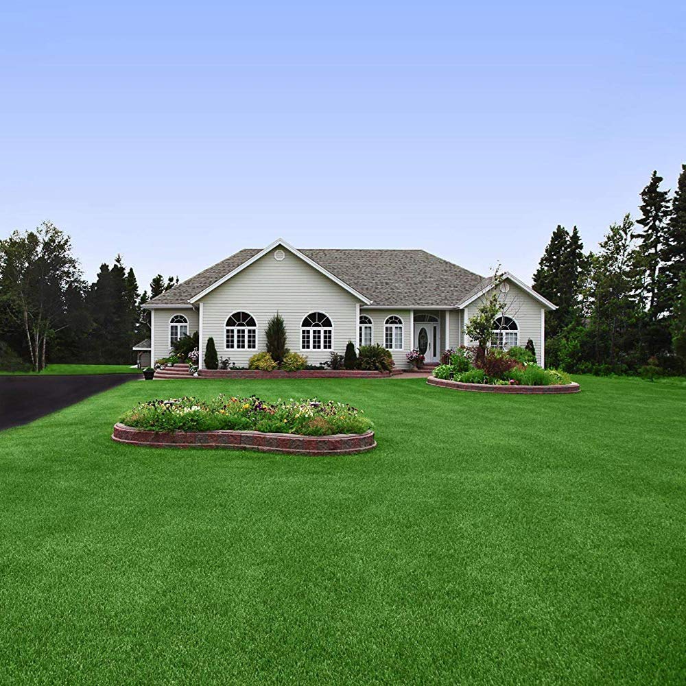 Outsidepride Sundancer xeriscape-ready buffalograss lawn for water savings.