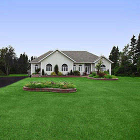 Outsidepride Sundancer xeriscape-ready buffalograss lawn for water savings.