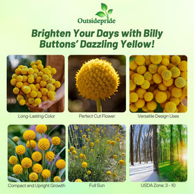 Outsidepride yellow spherical blooms brighten mixed borders and containers.