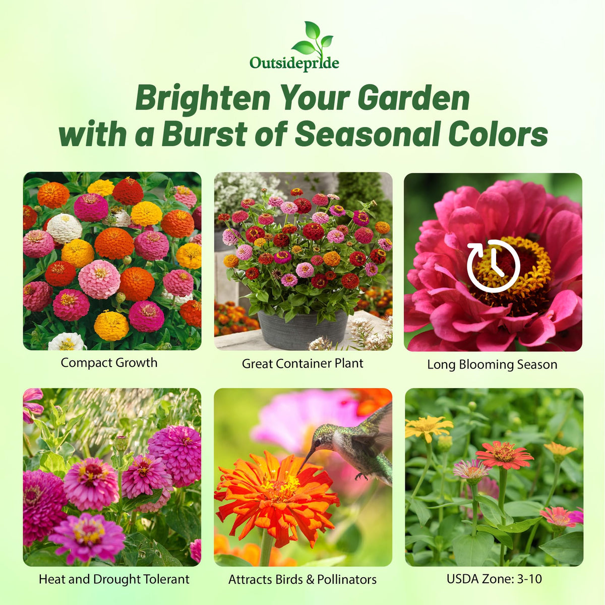 Outsidepride Zinnia Seeds offer an annual color blend for borders and beds.