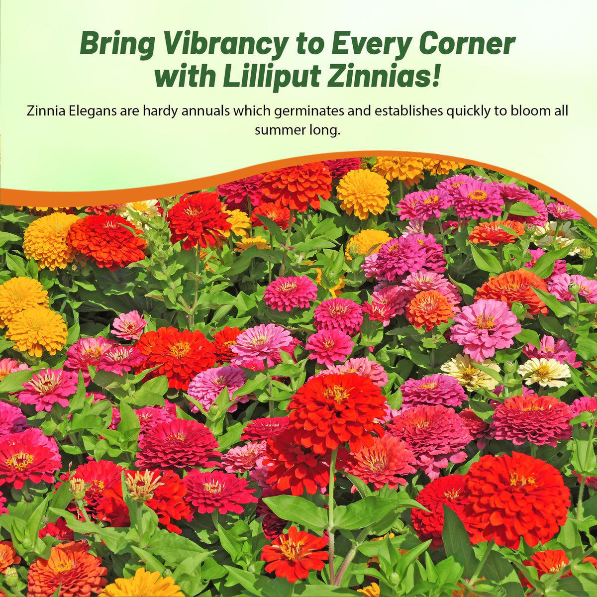 Outsidepride Zinnia Seeds are ideal for cutting gardens with long-lasting stems.