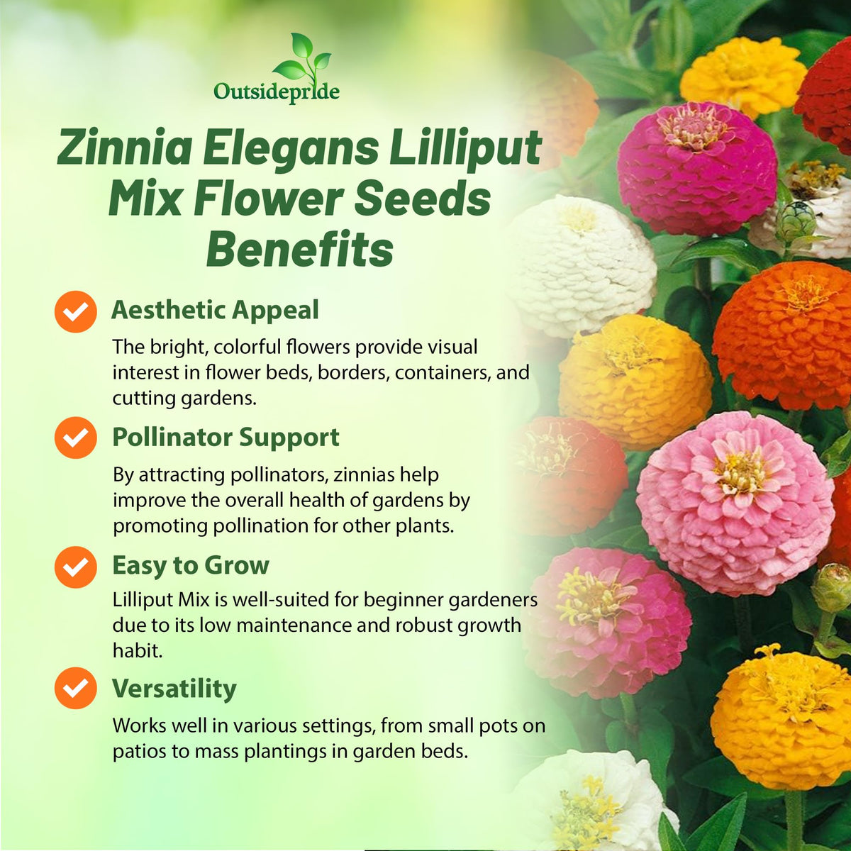 Outsidepride Zinnia Seeds attract butterflies and hummingbirds in pollinator-friendly gardens.