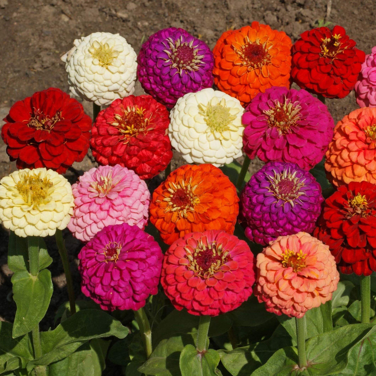 Outsidepride Zinnia Seeds thrive in full sun for year-round color with minimal care.
