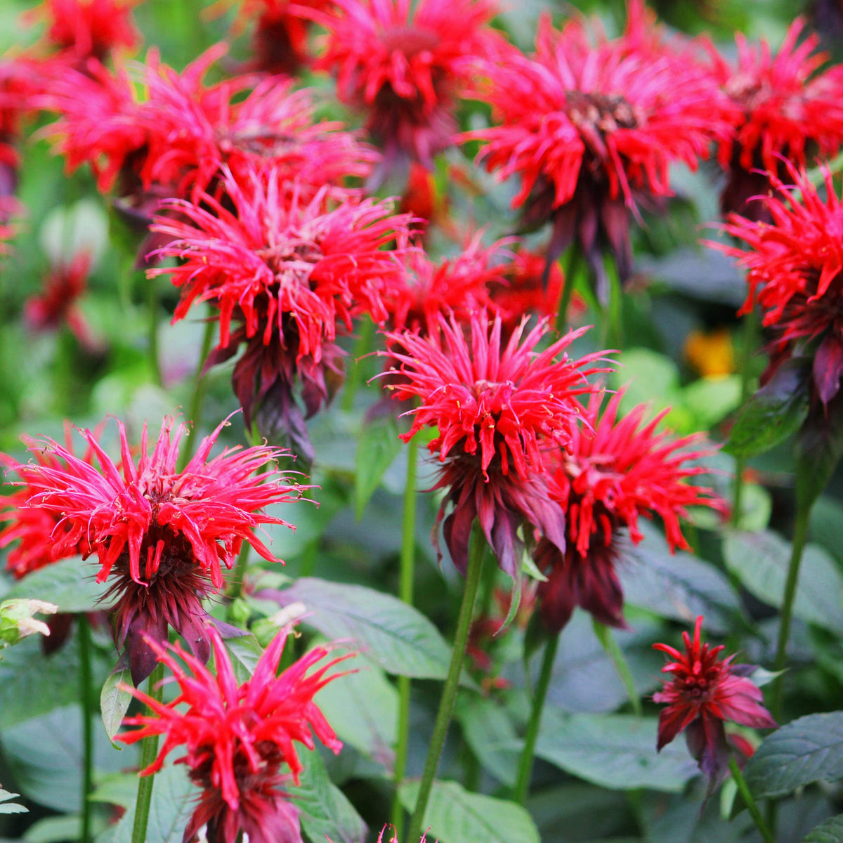 Outsidepride Bee Balm thrives in zones 4 to 9 perennial garden