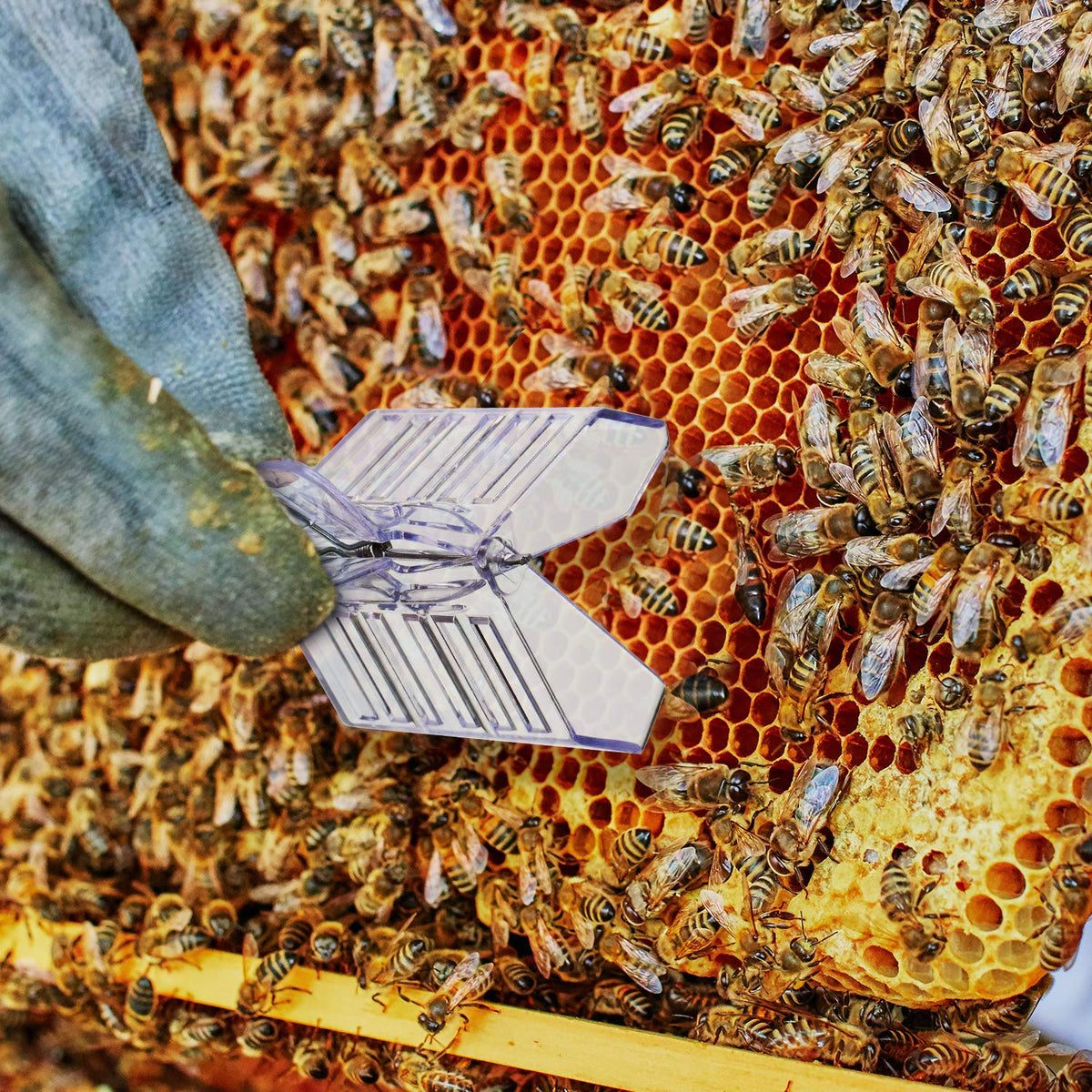 Outus beekeeping mark tool set keeps queen management efficient and portable.